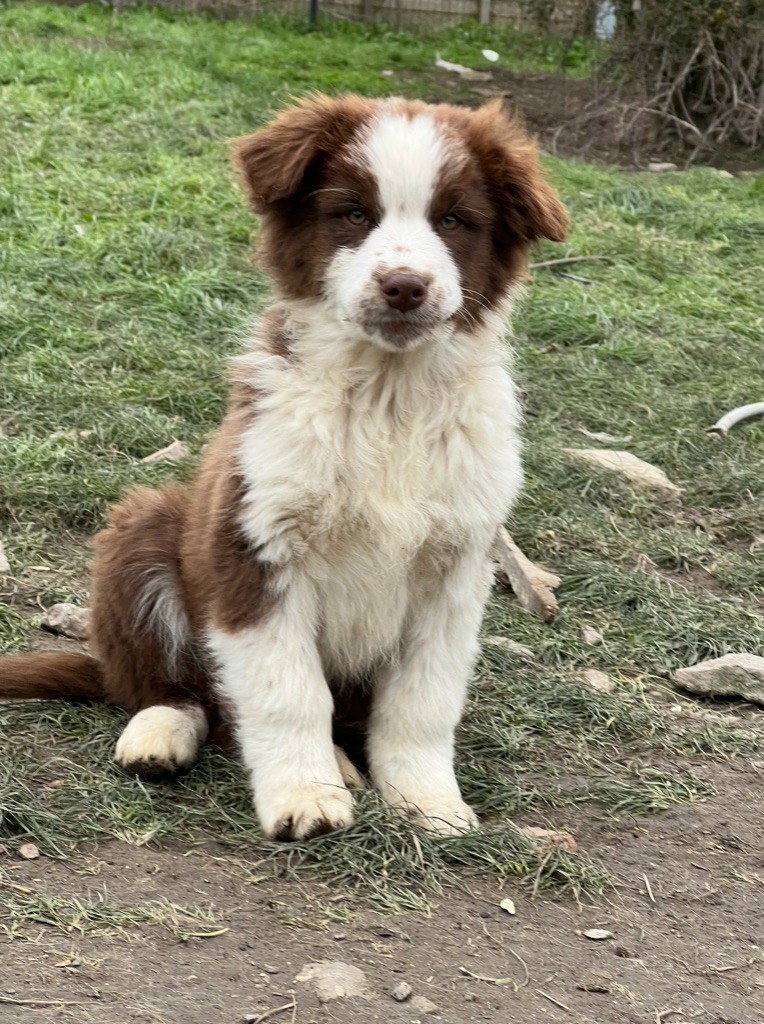 Du Jardin De Caz - Chiots disponibles - Berger Australien